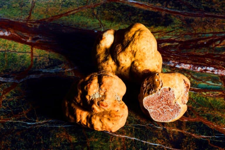 « Un trésor caché qui pourrait nous rendre riche » : ces deux nouvelles espèces de truffes révolutionnent la science et le monde des gourmets