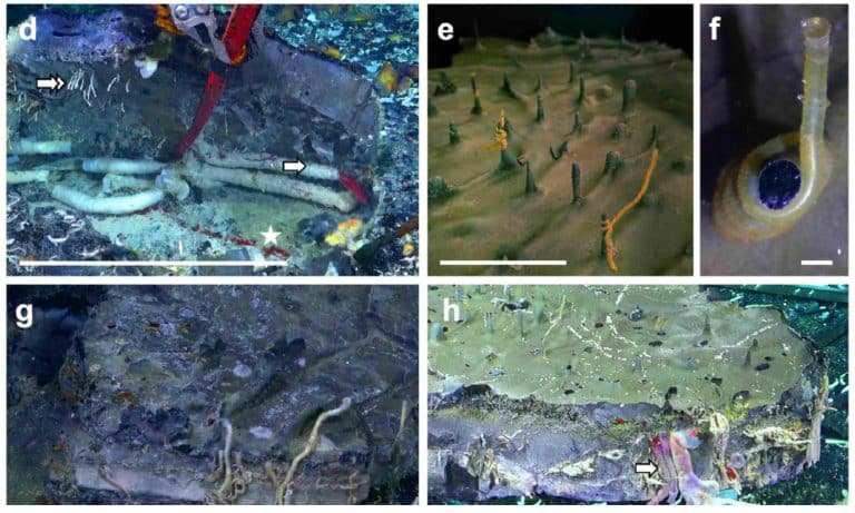 Créatures cauchemardesques : ces vers marins géants cachés sous l’océan bouleversent tout ce que l’on croyait savoir