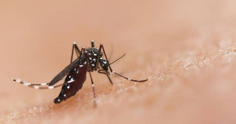 Le sperme des moustiques devient une arme scientifique : une avancée génétique bouleverse le contrôle des populations