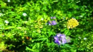 Cette plante miracle absorbe le nickel et pourrait révolutionner le biofuel aux États-Unis pour 50 ans
