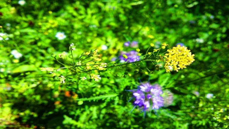 Ces plantes mutantes pour récolter des métaux précieux et produire du biocarburant, la science repousse ses limites