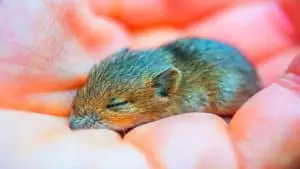 Cette souris génétiquement modifiée avec 2 papas brise les lois de la nature et atteint l&rsquo;âge adulte : une première mondiale