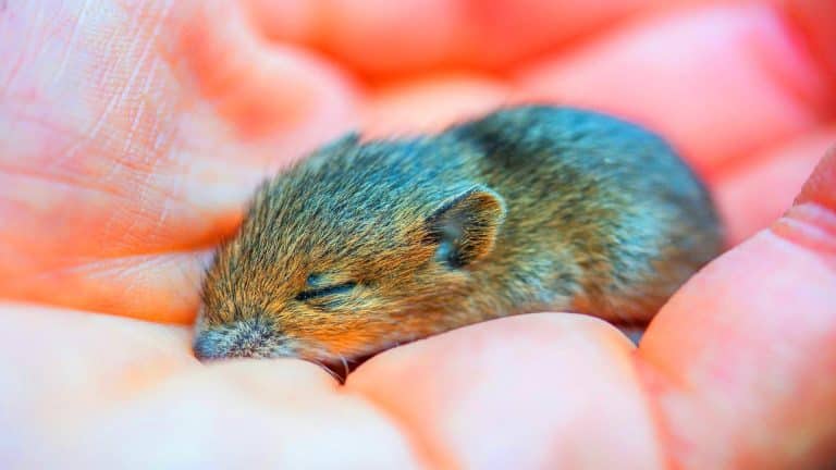 Cette souris née de deux papas atteint l’âge adulte, bouleversant ainsi notre compréhension des mécanismes de la reproduction