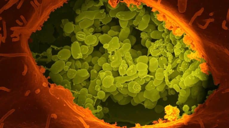 Cette super-bactérie sur l&rsquo;ISS défie la science avec une mutation qui pourrait bouleverser l&rsquo;espace à jamais