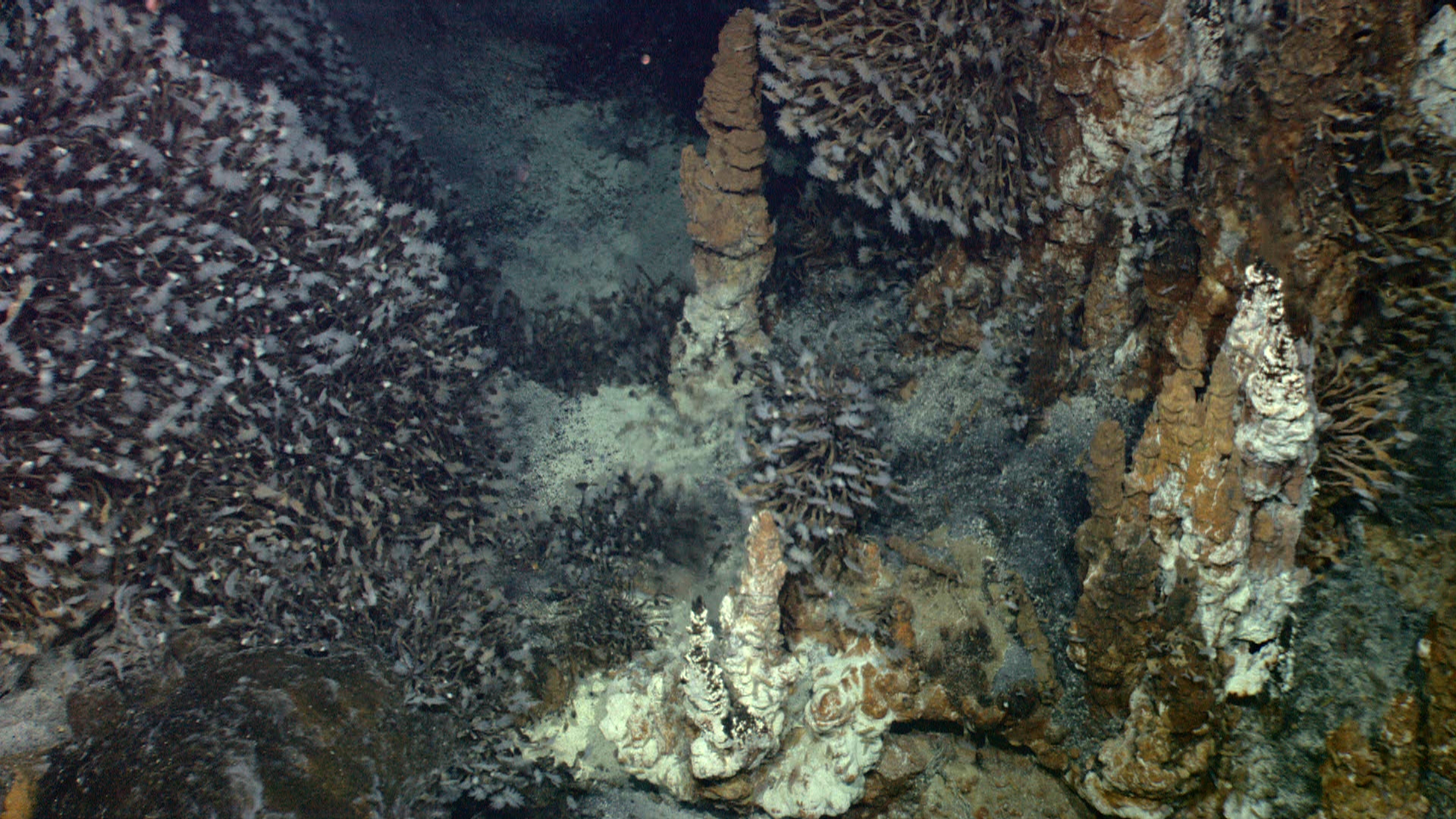 Cheminées hydrothermales des grands fonds couvertes de cirripèdes, entourées de concrétions minérales orangées et blanches.