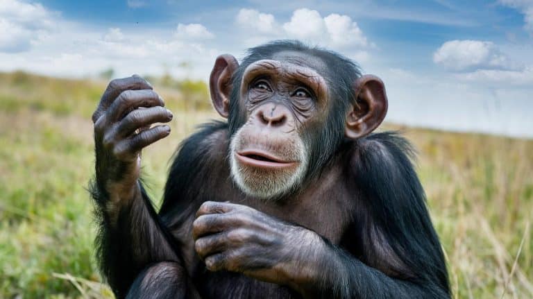 Émotion forte : ce chimpanzé de laboratoire découvre le ciel pour la première fois après 28 ans de captivité