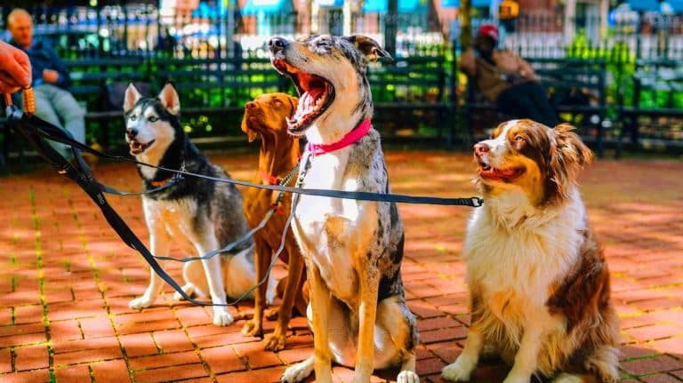 Comprendre enfin les animaux : cette avancée en IA pourrait décoder leurs conversations
