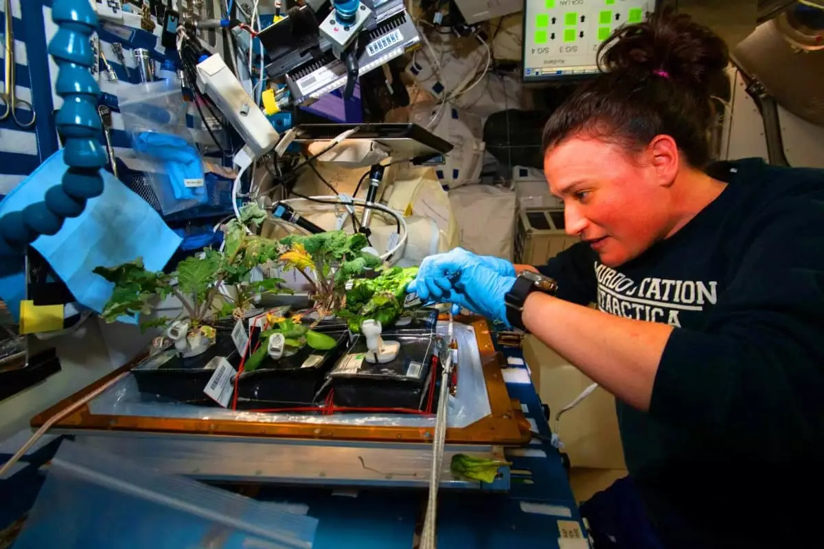 Mars : des laitues « Outredgeous » prêtes à nourrir les astronautes grâce aux avancées révolutionnaires de la NASA