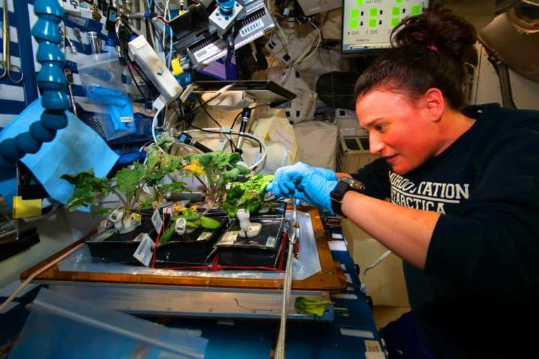 « Nous arrivons à faire pousser la vie sur Mars » : la NASA révèle ces plantes miracles qui pourraient nourrir l’humanité sur la planète rouge