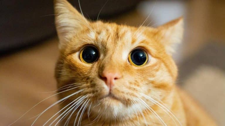 Pourquoi les chats roux sont-ils fous ? La science nous montre ce secret de leur flamboyante couleur en 3 faits étonnants