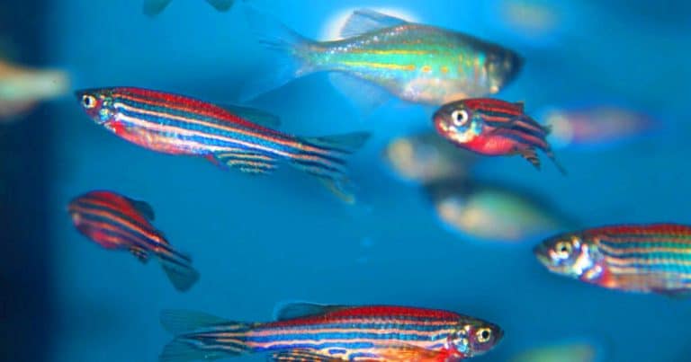 « 200 fois plus efficaces que la nature » : ces poissons et mouches bioniques capturent le mercure et révolutionnent la dépollution