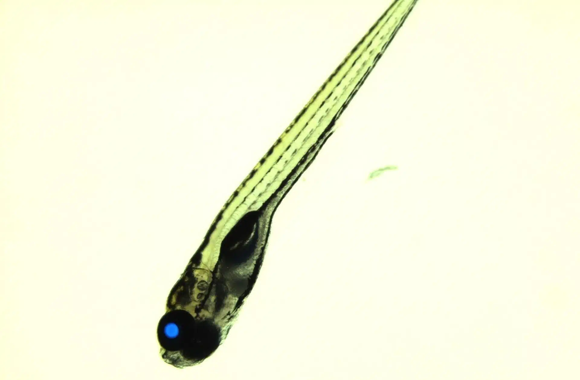 La forme larvaire des poissons-zèbres transgéniques, avec un marqueur de sélection à protéine fluorescente cyan dans leurs yeux