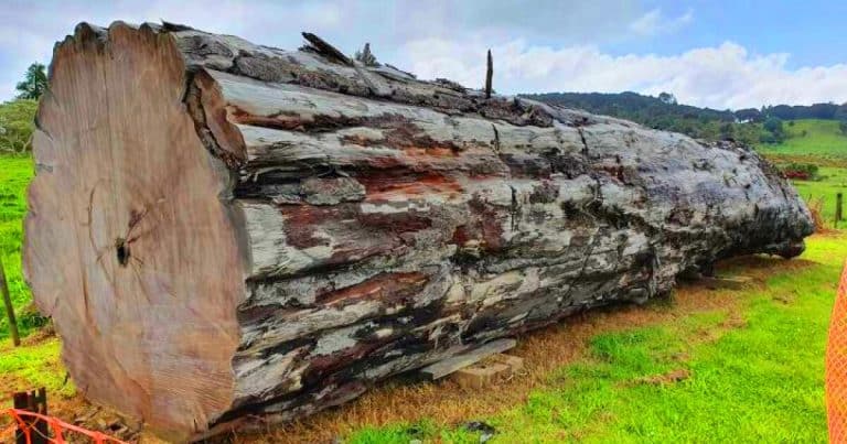 « Il a tout vu » : cet arbre fossile de 42 000 ans témoigne du chaos provoqué par l’inversion du champ magnétique terrestre