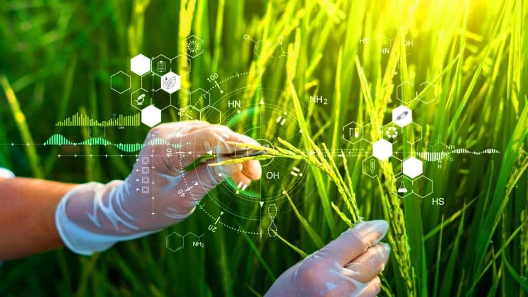 Ce riz chinois cultivé depuis 8 000 ans renferme un antioxydant unique qui pourrait protéger votre cœur