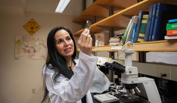 La professeure Ximena Bernal de l'Université Purdue étudie l'influence des ennemis naturels sur les systèmes de communication animale, en se concentrant sur les moustiques qui écoutent les grenouilles.