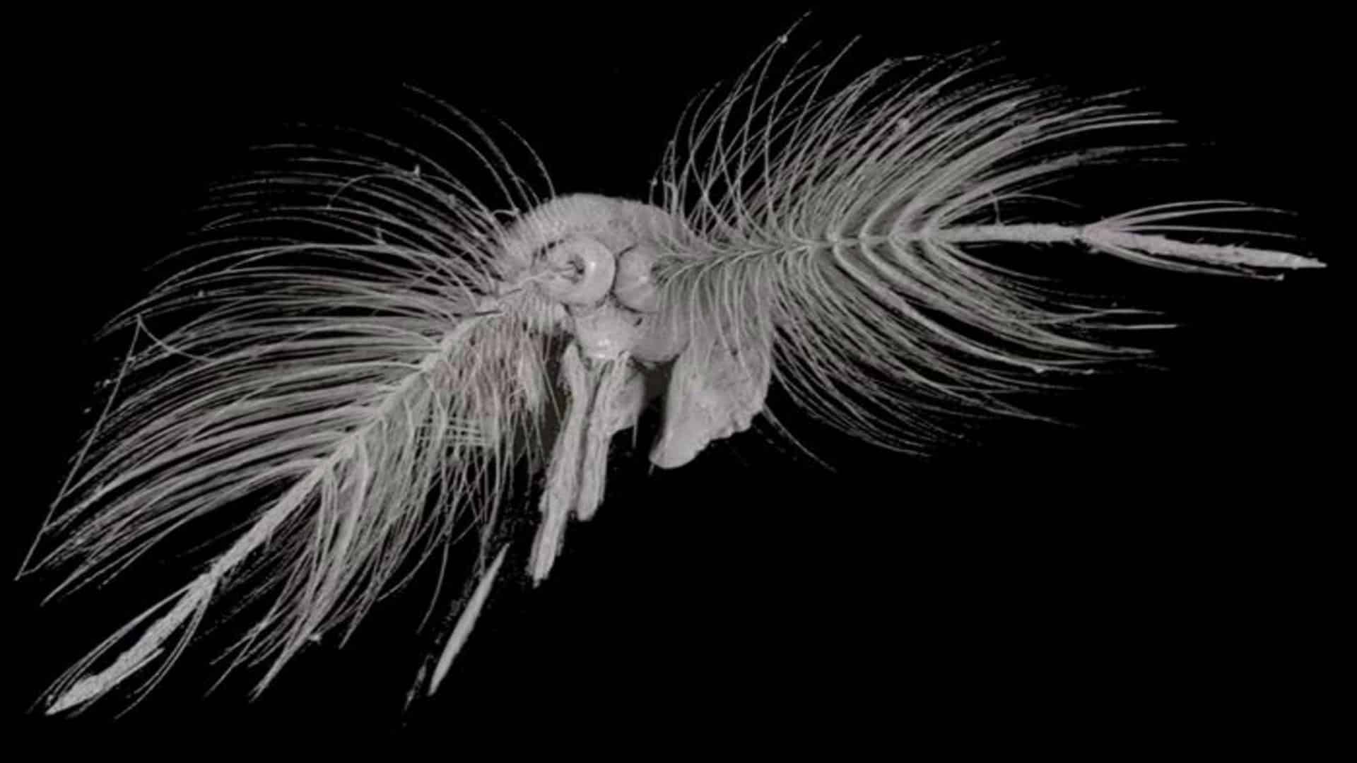 Inspirées des antennes de moustique, ces nouvelles technologies de détection des séismes et tsunamis surpassent l’oreille humaine de 1 000 fois