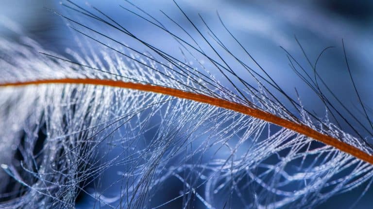 Ces cellules solaires 50 fois plus fines qu&rsquo;un cheveu humain promettent de révolutionner l&rsquo;énergie mondiale
