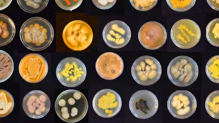 Ces champignons hawaïens dévorent le plastique 15 % plus vite et pourraient devenir l’arme ultime contre les 1,8 trillion de déchets marins