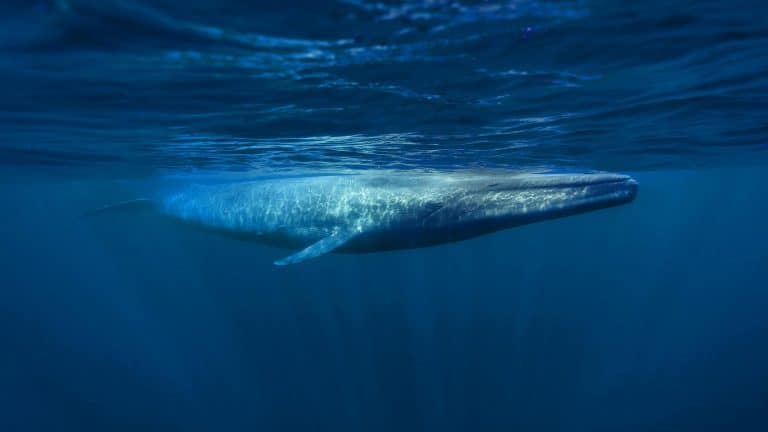 « Ils pèsent plus lourd qu’un avion et dominent la Terre » : voici les 8 mammifères les plus gigantesques du monde