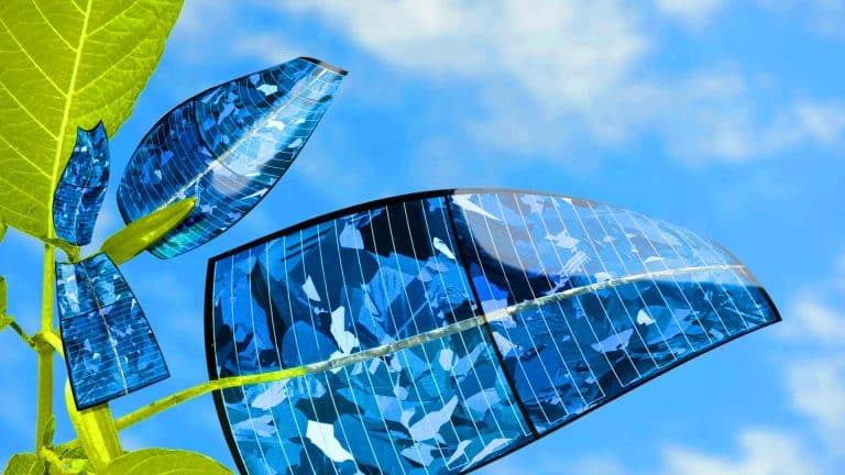 Les plantes maîtrisent la physique quantique : des chercheurs percent leur secret pour mieux transformer la lumière en énergie