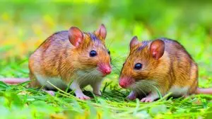 Ces souris nées de deux pères bouleversent la science et posent d'énormes questions éthiques !