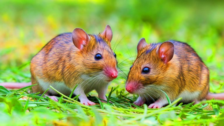 Deux pères, une naissance : des souris issues de deux mâles ont grandi jusqu’à l’âge adulte, une avancée génétique majeure
