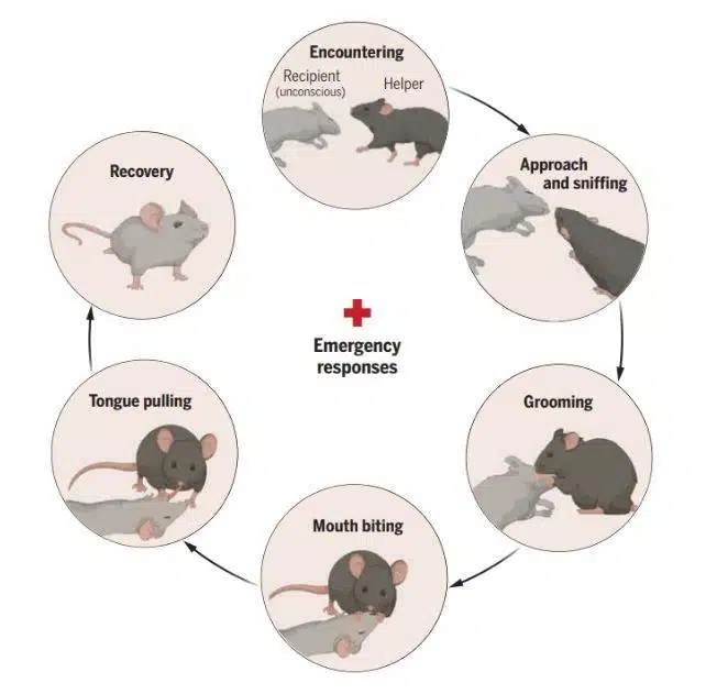 Schéma illustrant le comportement d'une souris lors d'une réanimation entre souris