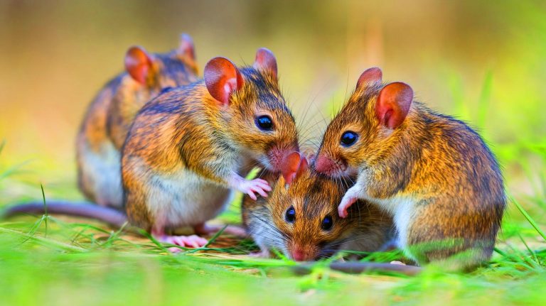 Des souris tentant de ranimer leurs compagnons : cette découverte fascinante bouleverse notre compréhension de l’empathie animale