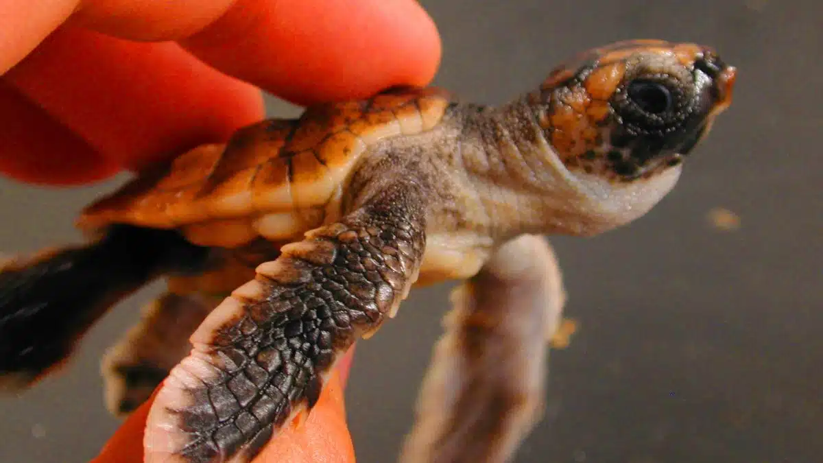 Ces tortues marines, avec leur « GPS magique », naviguent sur 10 000 km d&rsquo;océan pour retrouver le chemin de la maison