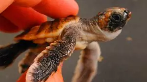 Ces tortues marines, avec leur « GPS magique », naviguent sur 10 000 km d’océan pour retrouver le chemin de la maison
