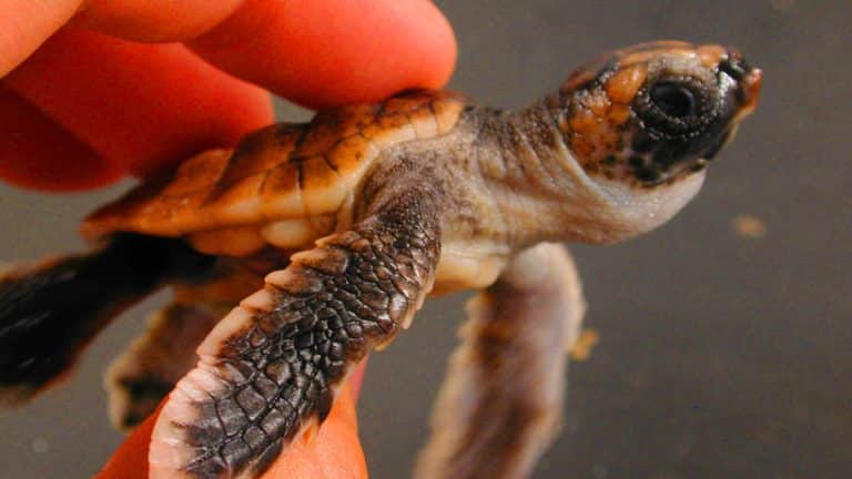 Ces tortues marines, avec leur « GPS magique », naviguent sur 10 000 km d&rsquo;océan pour retrouver le chemin de la maison