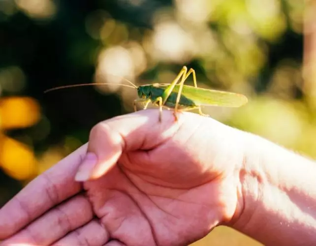 Un jour, une baisse drastique de l'oxygène étouffera la plupart des êtres vivants sur notre planète