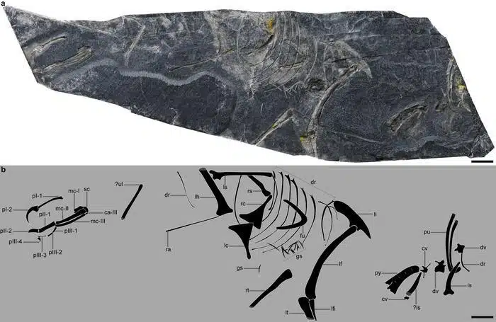 Un véritable trésor préhistorique : un fossile d'oiseau âgé de 149 millions d'années mis au jour en Chine