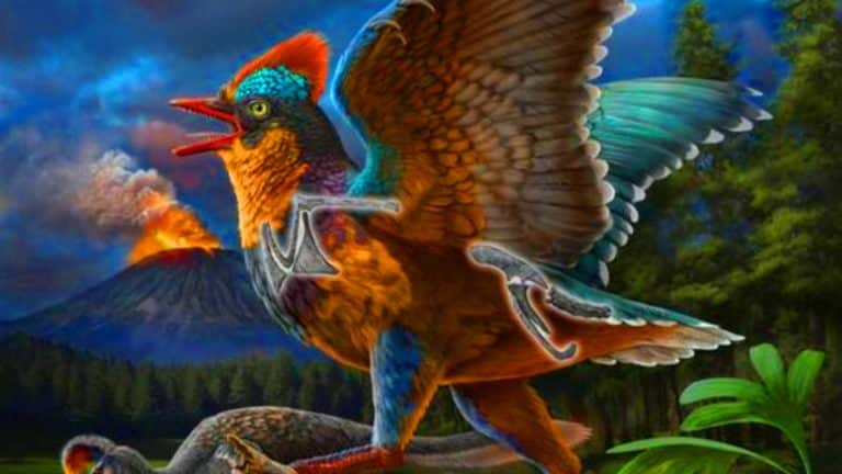 Un oiseau jurassique vieux de 149 millions d’années découvert en Chine bouleverse l’histoire de l’évolution