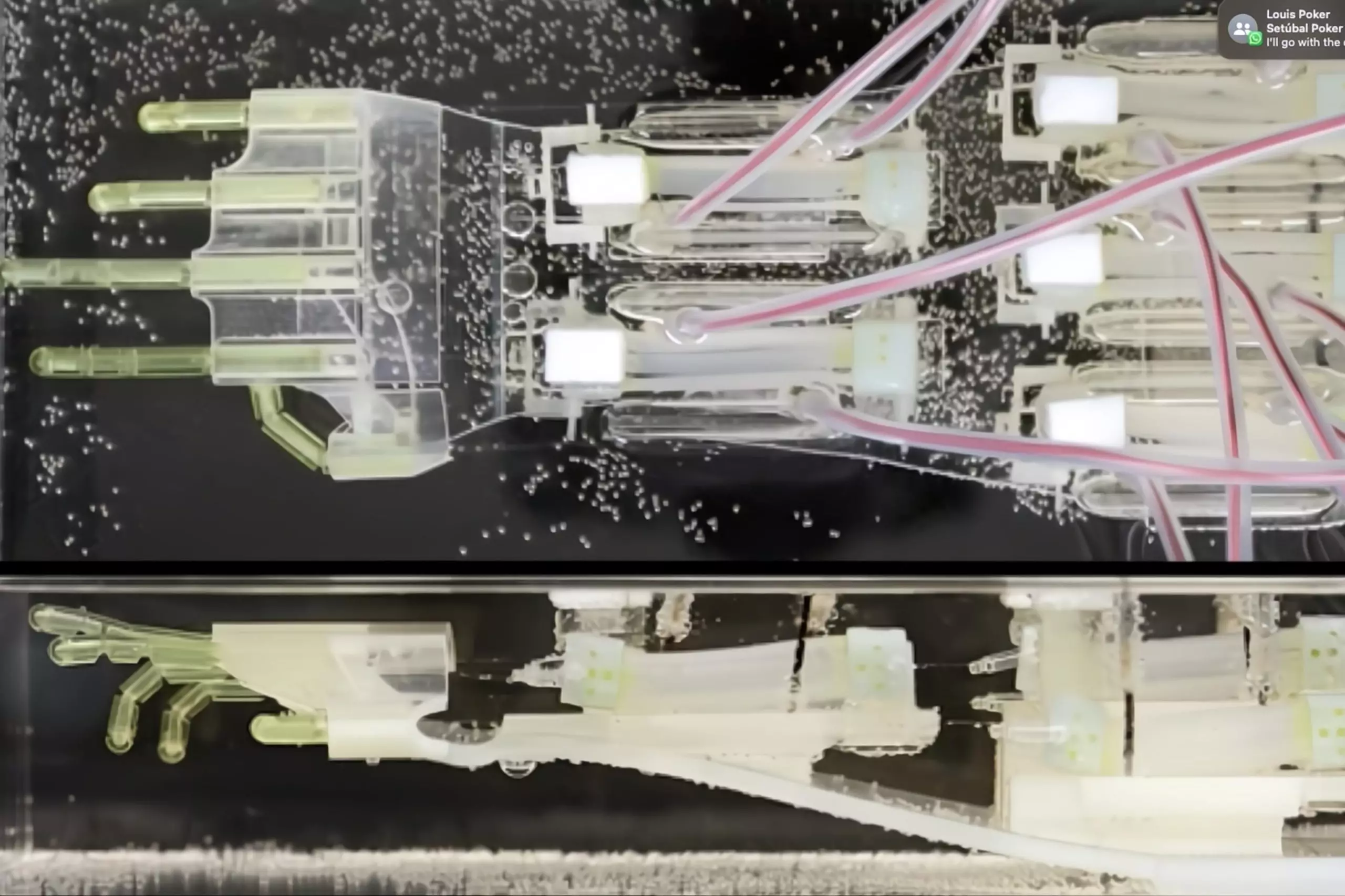 Pour minimiser les frictions, la main biohybride a été plongée dans un liquide, ce qui aide les articulations à retrouver leur forme d'origine après une stimulation électrique.