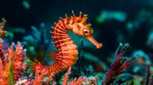 Chez ce poisson de Floride, les mâles "enceints" révolutionnent la reproduction avec leur poche à œufs unique 🐟✨