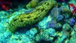La Chine révolutionne l&rsquo;aquaculture : des bassins solaires réduisent la hibernation des concombres de mer de 12 jours et boostent leur croissance