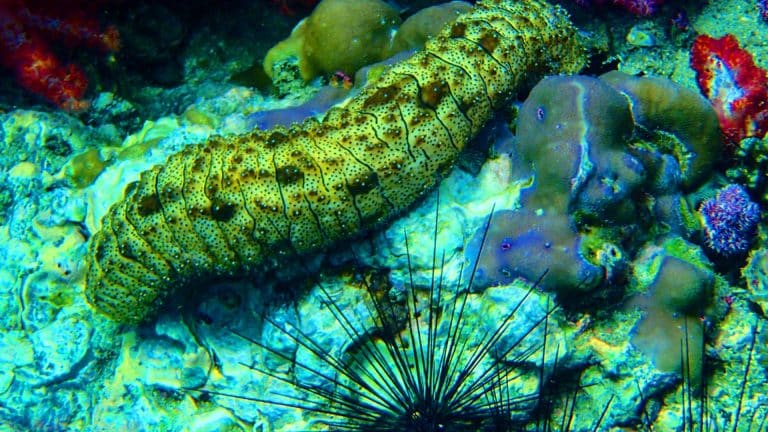 La Chine bouleverse l’aquaculture : des bassins solaires réduisent de 12 jours l’hibernation des concombres de mer et dopent leur croissance