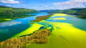Les lacs de la planète virent au vert : 504 sur 620 grands lacs montrent une explosion algale, phénomène 4x plus rapide depuis 2016