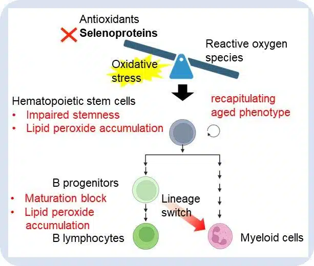 Les sélénoprotéines préservent la jeunesse des cellules souches hématopoïétiques et favorisent la maturation des cellules B