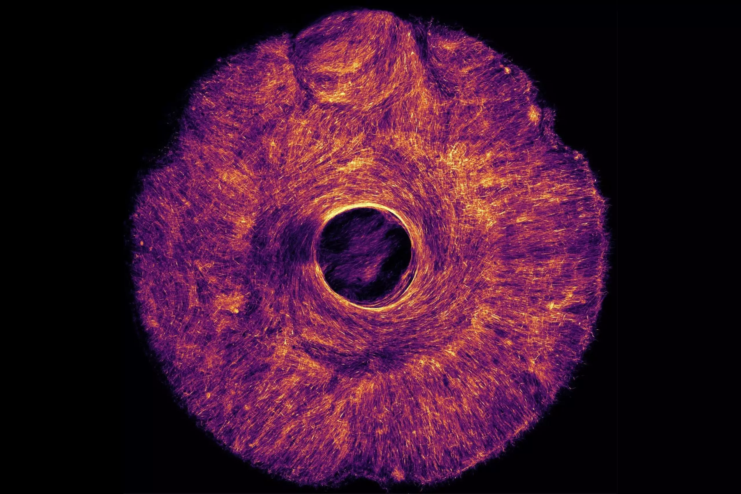 Cette structure artificielle, activée par des muscles, exerce une traction à la fois concentrique et radiale, semblable à l'iris de l'œil humain qui dilate et contracte la pupille.