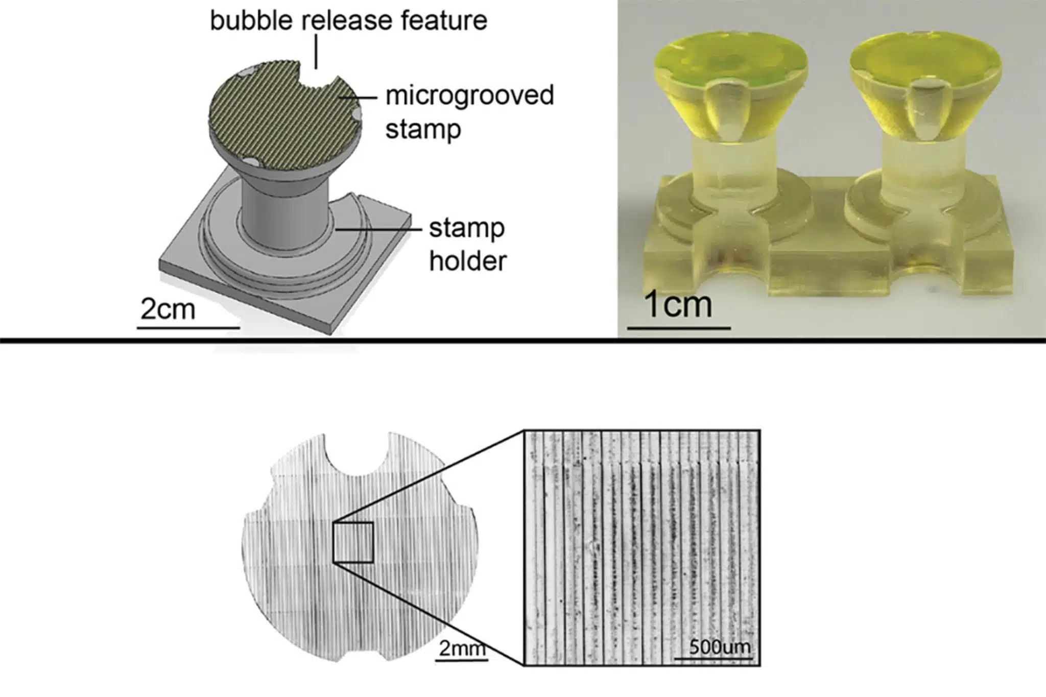 La méthode du 'tamponnage' consiste à imprimer en 3D un tampon portatif (images du haut) avec des rainures microscopiques pour abriter de véritables cellules, qui se développent le long de ces rainures pour former des fibres (en bas).