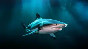 Ce requin du Groenland, maître de la longévité, détient le secret ultime contre le cancer : 400 ans de vie en parfaite santé