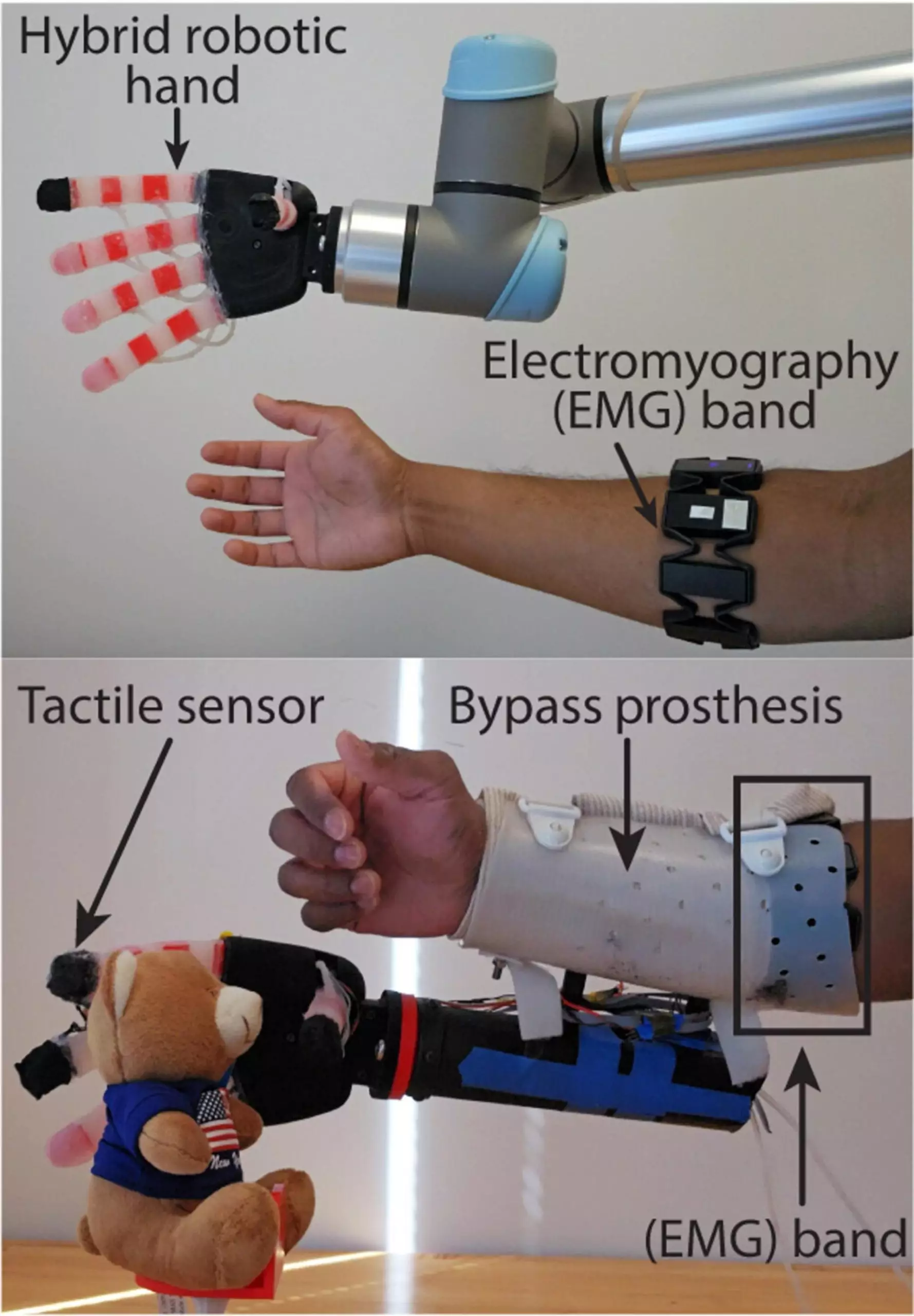 La main robotisée est contrôlée par des signaux EMG via un dispositif de commande gestuelle (en haut)