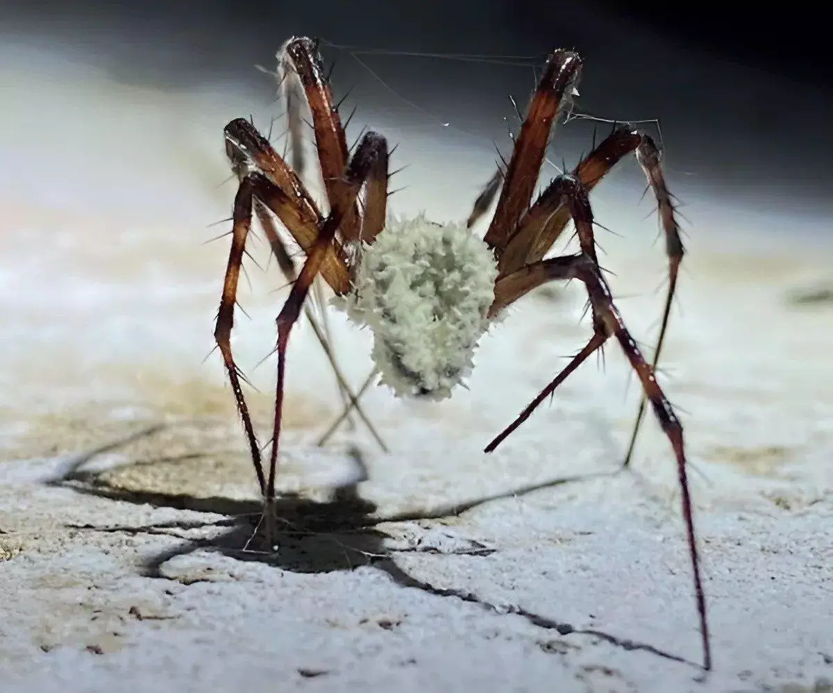 Créature arachnide envoûtée