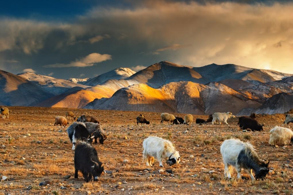 La Chine envisage un projet pour exploiter le plateau tibétain afin de cultiver des aliments en prévision d'une future crise climatique mondiale. Photo : Shutterstock