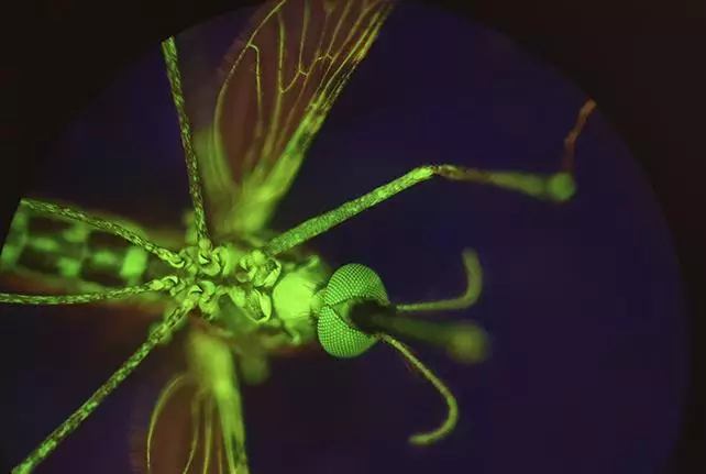 Moustique lumineux