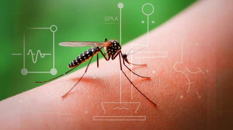 « Du sang mortel pour les moustiques » : ce médicament contre une maladie rare transforme les patients en piège létal pour insectes