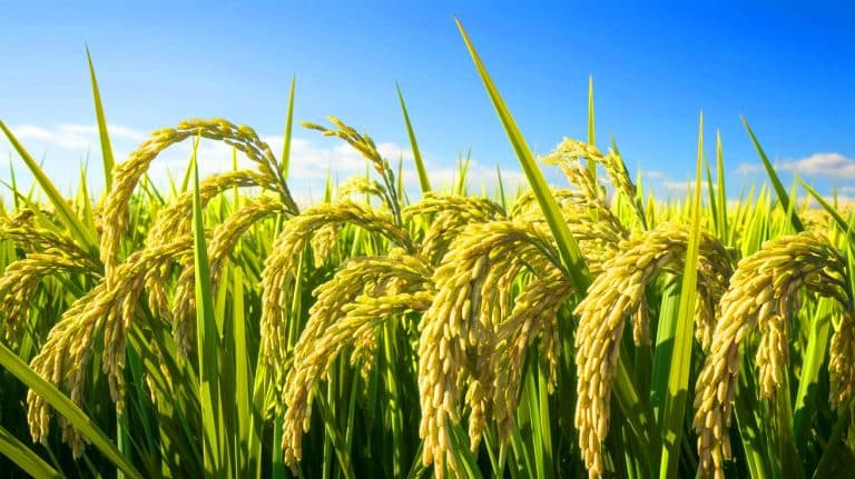 Le plasma froid révolutionne l&rsquo;agriculture : des rizières protégées et une croissance explosive sans chimie