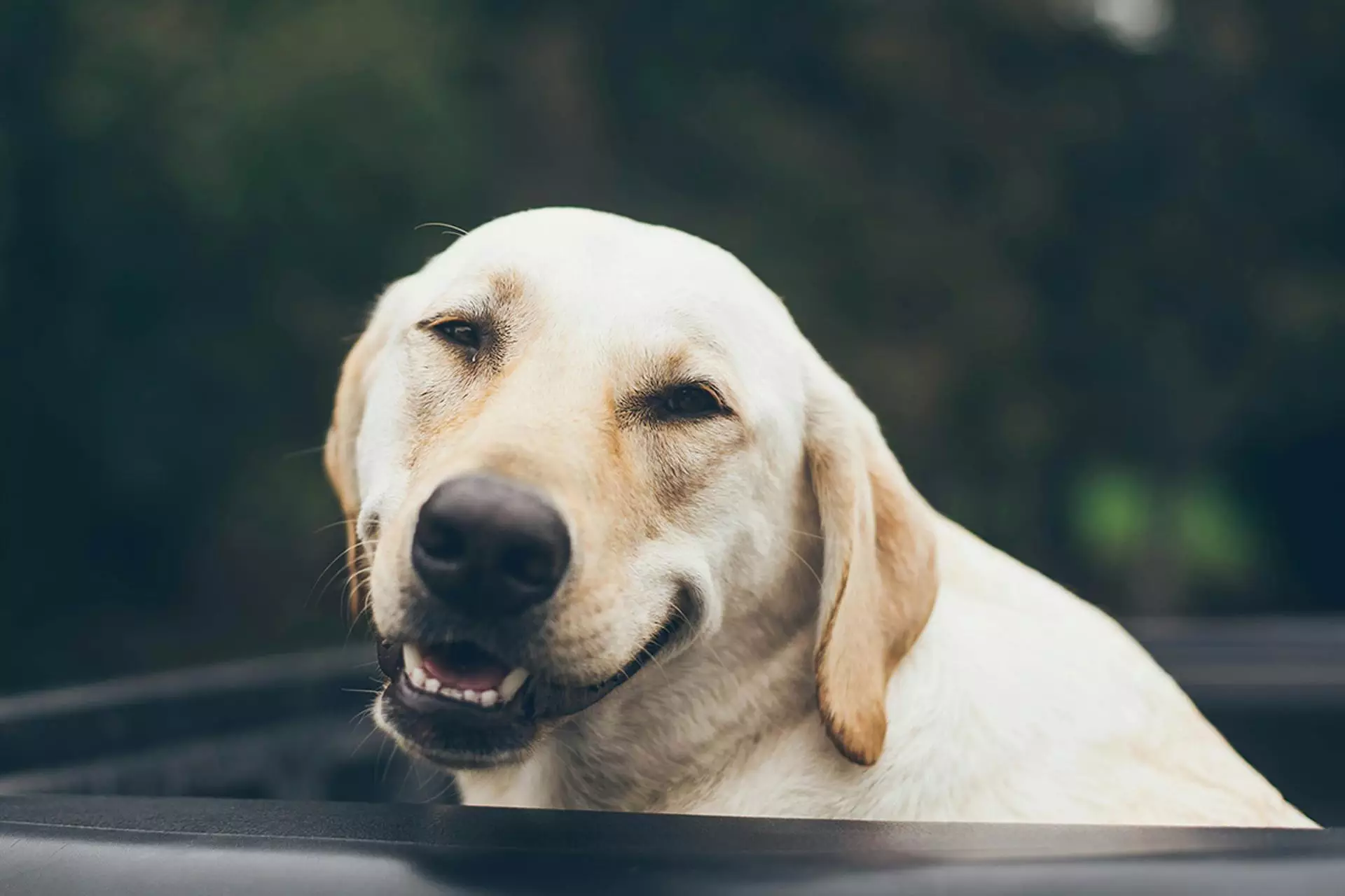 Si votre cher Labrador a tendance à trop manger, vous pouvez en blâmer la génétique